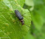 Two-lined Leather-wing beetle (<em>Atalantycha bilineata</em>)
