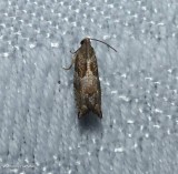 Tortricid moth (Gypsonoma salicicolana), #3228