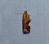 White triangle tortrix moth (<em>Clepsis persicana</em>), #3682