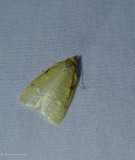 Maple-basswood leafroller moth (<em>Cenopis pettitana</em>), #3725