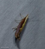 Honeysuckle Moth (<em>Ypsolopha dentella</em>), #2375