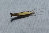Honeysuckle Moth (Ypsolopha dentella), #2375