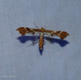 Rose plume moth  (<em>Cnaemidophorus rhododactyla</em>), #6105