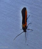 Kermes scale moth (Euclemensia bassettella), #1467