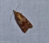 Spring dead-leaf roller moth   (<em>Sparganothis diluticostana</em>), #3716