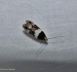 White-banded telphusa moth (Pubitelphusa latifasciella), #1857