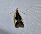 Cream-edged dichomeris moth (<em>Dichomeris flavocostella</em>), #2295