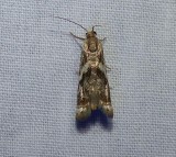 Elegant grass veneer moth  (<em>Microcrambus elegans</em>), #5420