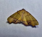 Straight-lined plagodis moth (Plagodis phlogosaria), #6842
