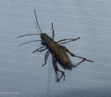 Sprinkled locust   (<em>Chloealtis conspersa</em>)
