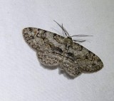 Bent-line gray moth  (<em>Iridopsis larvaria</em>), #6588