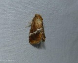Yellow-shouldered slug moth (Lithacodes fasciola), #4665