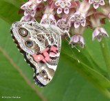 American lady butterfly  (<em>Vanessa virginiensis</em>)