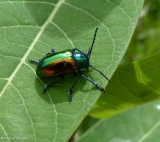 Dogbane beetle (<em>Chrysochus auratus</em>)