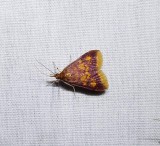 Mint-loving pyrausta moth  (<em>Pyrausta acrionalis</em>), #5071
