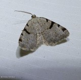 Barred itame (Speranza subcessaria), #6303