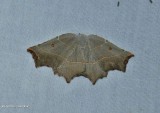 Pale metanema moth (<em>Metanema inatomaria</em>), #6819