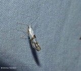 Cherry shoot borer (Argyresthia oreasella), #2467