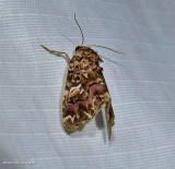 Pink-shaded fern moth  (<em>Callopistria mollissima</em>), #9631