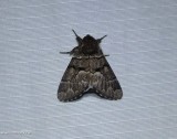 Eastern panthea moth (Panthea furcilla), #9182
