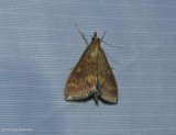 European corn borer moth  (<em>Ostrinia nubilalis</em>), #4949