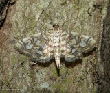 Bog lygropia moth (<em>Lygropia rivulalis</em>), #5250