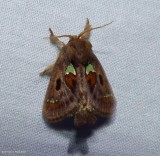 Spiny oak slug moth  (<em>Euclea delphinii</em>), #4697