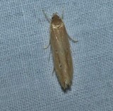Shy cosmet moth  (<em>Limnaecia phragmitella</em>), #1515