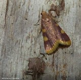 Clover hayworm moth (Hypsopygia costalis), #5524