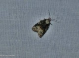 Exasperating platynota moth (Platynota exasperatana), #3743