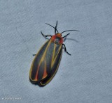 Painted lichen moth (Hypoprepia fucosa), #8090