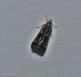 Shining dichomeris (Dichomeris ochripalpella), #2289