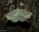 Confused eusarca (Eusarca confusaria), #6941