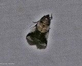Pyralid moth (<em>Acrobasis</em> sp.)