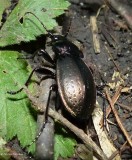 Carabid beetle (<em>Carabus nemoralis</em>)