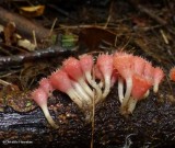 Shaggy scarlet cup fungus  (<em>Microstoma floccosum</em>)