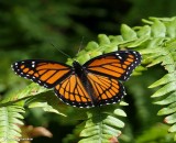 Viceroy butterfly  (<em>Limenitis archippus</em>)