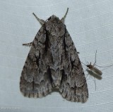 Lobelia dagger moth (<em>Acronicta lobeliae</em>), #9238