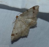 Red-headed inchworm moth  (<em>Macaria bisignata</em>), #6342