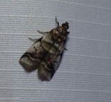 Leaf-crumper moth (<em>Acrobasis indigenella</em>), #5651