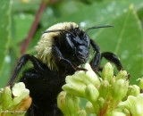 Bumble bee (<em>Bombus griseocollis</em>)