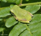 Gray treefrog  (<em>Hyla versicolor</em>)