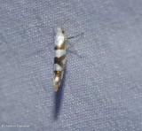 Bronze alder moth  (<em>Argyresthia goedartella</em>), #2457