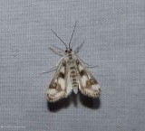 Polymorphic pondweed moth (Parapoynx maculalis), #4759