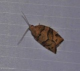 Woodgrain leafroller moth (Pandemis lamprosana), #3593