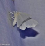 Elm spanworm (Ennomos subsignaria), #6798