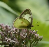 Clouded sulphur   (<em>Colias philodice</em>)