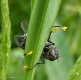 Fly sp. with milkweed pollen pads