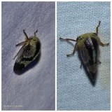 Treehopper (<em>Carynota mera</em>)