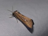 White-dotted groundling moth  (<em>Condica videns</em>), #9690